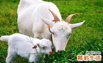2022年生肖羊的贵人生肖 2022年生肖羊的全年运势大全