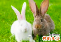 2022年生肖马天蝎座运势如何 生肖马天蝎座戴什么转运