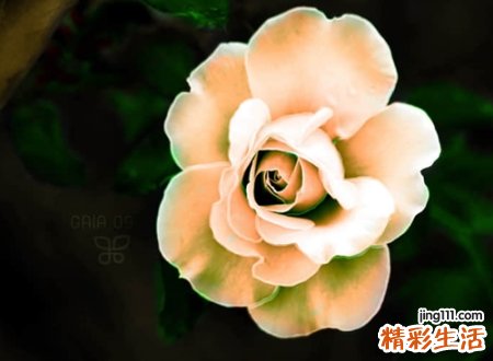 单身情人节的微信网名，关于情人节的微信伤感名字