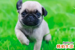 属狗2022年三大喜事 2022年生肖狗的运势怎么样