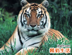 2022年虎本命年运势 2022年虎本命年怎么躲太岁