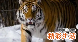 2022虎的本命年运势如何 2022虎的本命年应该注意什么