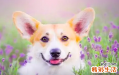 属狗本命年运势如何 属狗一生运势及运程详解