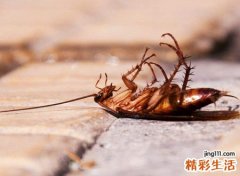 蟑螂进屋的不吉利吗