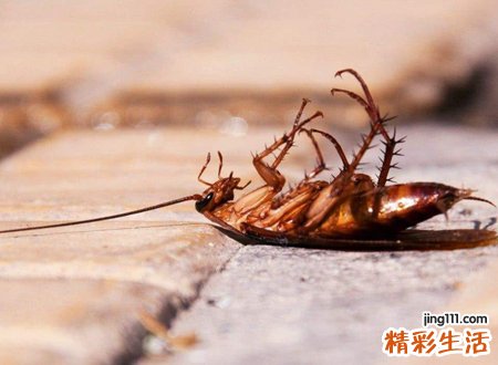 蟑螂进屋的不吉利吗
