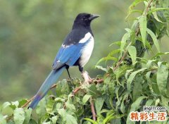 喜鹊来家里有什么兆头