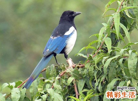 喜鹊来家里有什么兆头