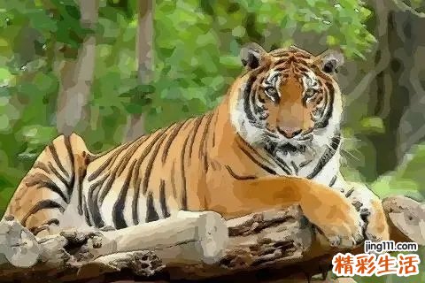 属虎女本命年运气好不好 属虎女今年命运怎么样