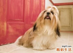 家里跑来一只狗好不好