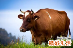 属牛买房子要注意什么风水 属牛的买房十六忌详情表