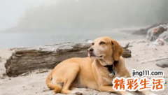 狗鼠属相相配吗 狗鼠属相合不合适
