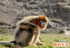 属猴的幸运数字是多少 属猴最旺的颜色是多少