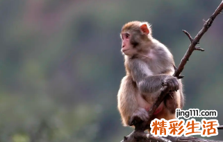属马和属蛇的人相配吗 属马和属蛇的人哪个厉害