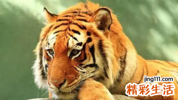 属虎和属羊的婚姻好吗 属虎和属羊的婚姻状况如何