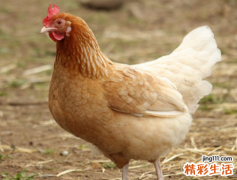 属鸡年龄怎么算年龄 属鸡年龄对照表2022