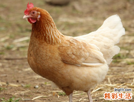 属鸡年龄怎么算年龄 属鸡年龄对照表2022