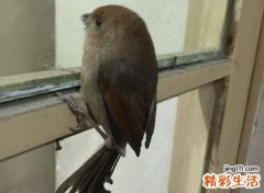 鸟飞进家里的寓意