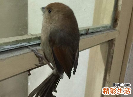 鸟飞进家里的寓意
