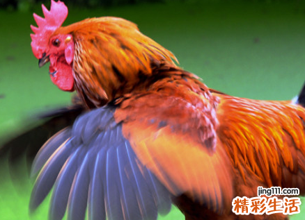 六九年属鸡的是什么命 六九年属鸡一生的婚姻如何