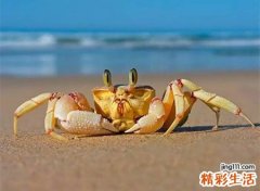 梦见很多螃蟹排在家门口