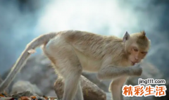 属猴的本命佛是什么佛 属猴的幸运色是什么颜色