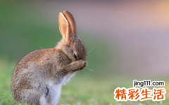 2023年属兔几月出生好命 2023年属兔百年难遇是为什么