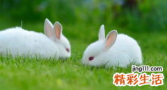 2023年属兔五行属什么命 2023年属兔最忌讳几月出生