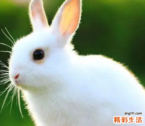 2023年属兔和属蛇相冲吗 属兔和属蛇的婚配好不好