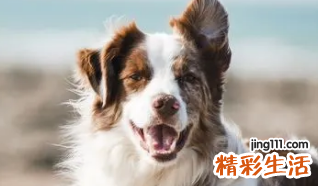 2023年属兔与狗相冲吗 属兔与狗合不合得来