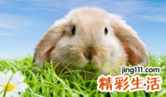 2023年兔几月生日最好 2023年的兔几月份出生最有福