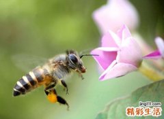 梦见蜜蜂是什么意思，女人梦见很多蜜蜂