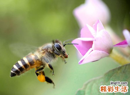 梦见蜜蜂是什么意思，女人梦见很多蜜蜂