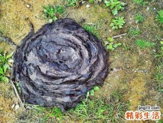 梦见牛粪是什么意思，女人梦见地上很多牛屎