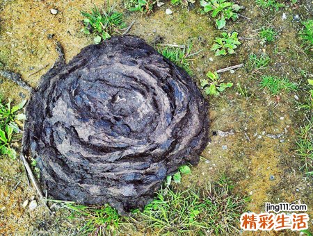梦见牛粪是什么意思，女人梦见地上很多牛屎