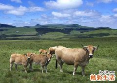 梦见牛群是什么意思，做梦梦到牛群挡路