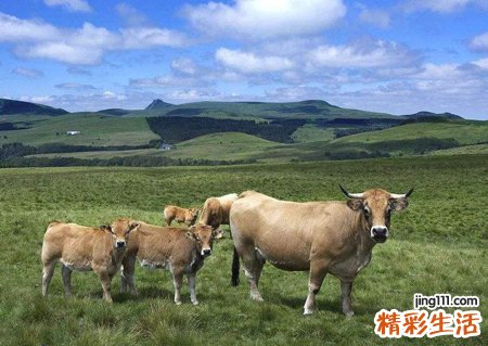 梦见牛群是什么意思，做梦梦到牛群挡路