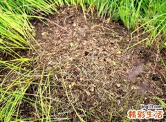梦见蚂蚁窝是什么意思，做梦梦到毁了蚂蚁窝