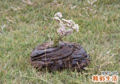 梦见牛屎满地感觉很脏好吗，做梦梦到堆积如山的牛粪