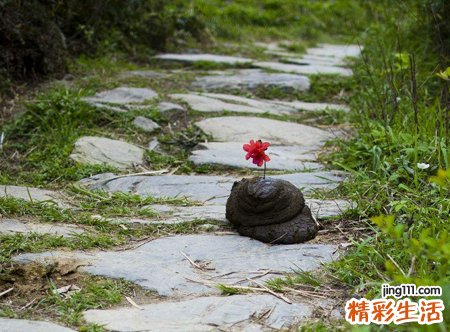 梦见牛屎满地感觉很脏好吗，做梦梦到堆积如山的牛粪