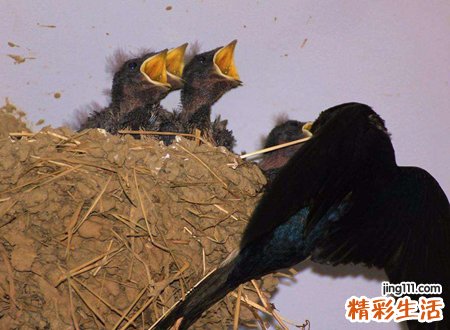 燕子来家里有什么预兆