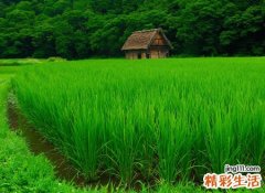 梦见蚂蟥有什么预兆，梦到身上有蚂蝗拔不完