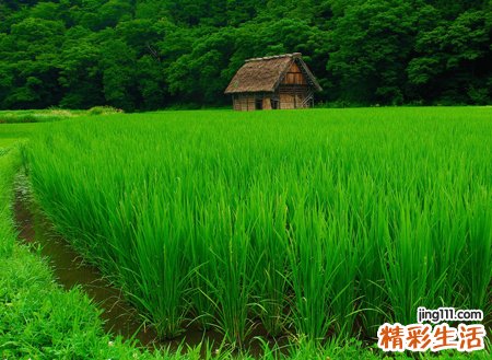 梦见蚂蟥有什么预兆，梦到身上有蚂蝗拔不完