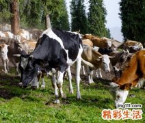 梦见牛群经过拉了很多牛粪