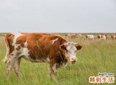 梦见牛群狂奔有什么预兆，梦到牛群迎面而来