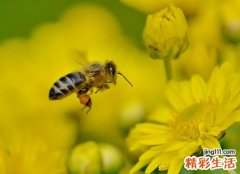 梦见蜜蜂在自己身上有什么预兆，做梦梦到蜜蜂成群