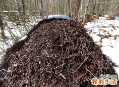 梦见蚂蚁窝是什么兆头，做梦梦到很多蚂蚁并消灭了