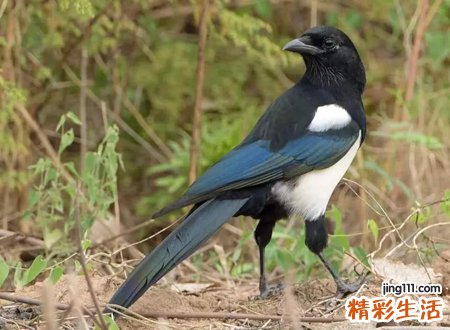 看到喜鹊有什么兆头