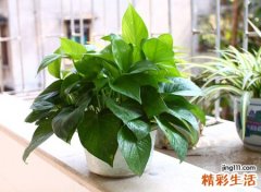 绿萝在风水上有禁忌吗