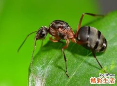 梦见好多蚂蚁是什么征兆，做梦梦到自己挖到蚂蚁窝