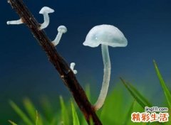 好听的抖音伤感名字，迷心刺心很痛心的孤寂网名
